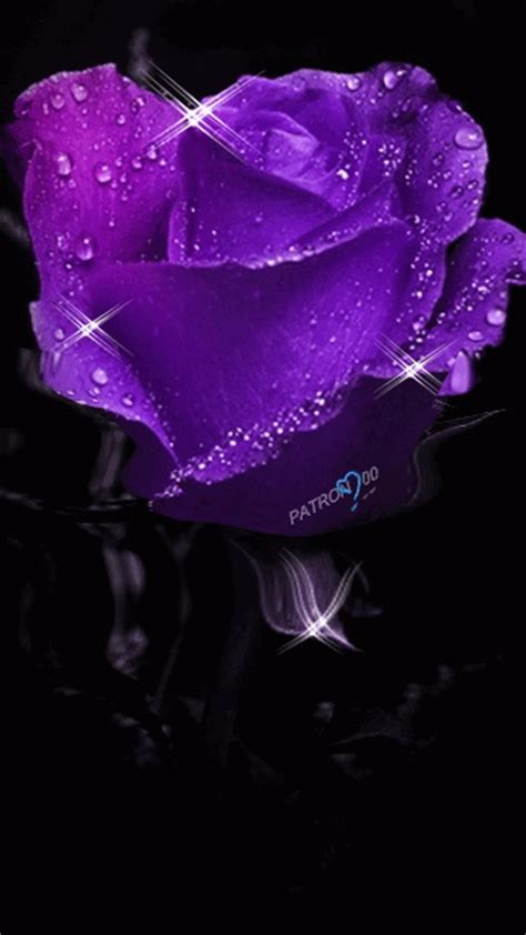 Purple roses gif. Things To Know About Purple roses gif. 